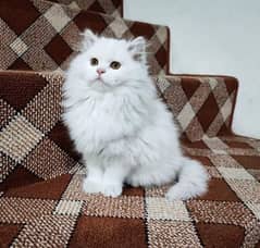 Persian triple coated kittens for sale