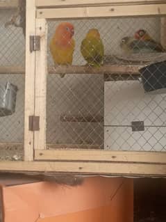 2 pairs 2 cages lovebirds