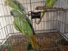 Ringneck , raw parrort and cage