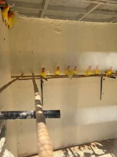 coman lutino lovebird parrot colony