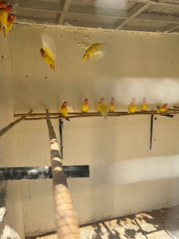 coman lutino lovebird parrot colony 2