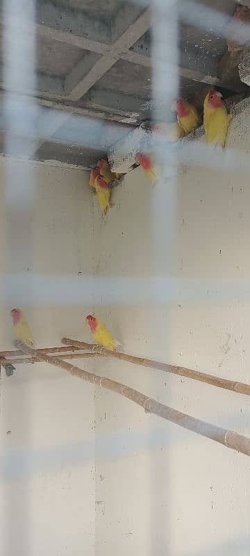 coman lutino lovebird parrot colony 4