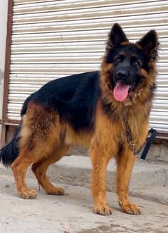 German shepherd pink pedgree  03234696626