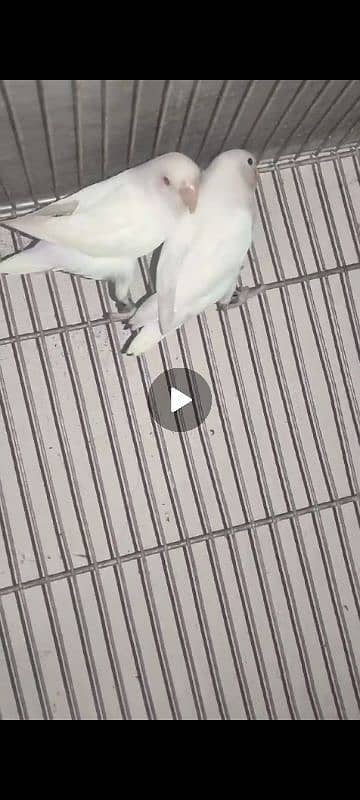 Lovebirds /albino / cremeeno/ parblue/lutino/split 7