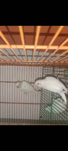 Lovebirds /albino / cremeeno/ parblue/lutino/split