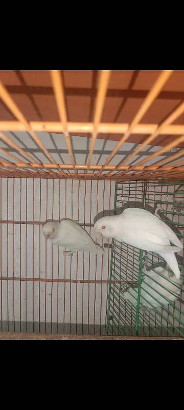 Lovebirds /albino / cremeeno/ parblue/lutino/split 11