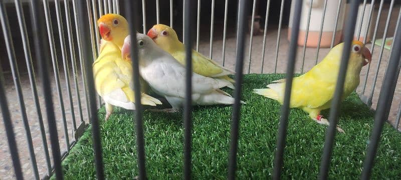 Lovebirds /albino / cremeeno/ parblue/lutino/split 8