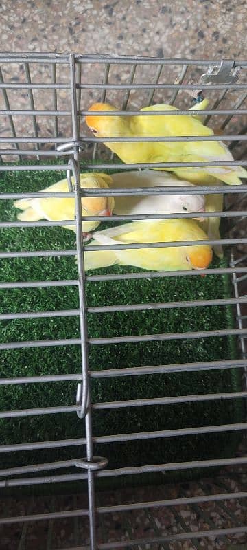 Lovebirds /albino / cremeeno/ parblue/lutino/split 9