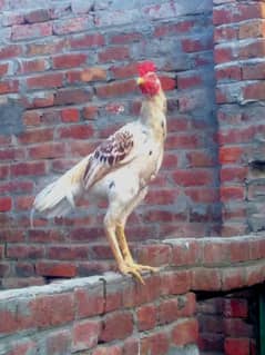 aseel hens and breeder for sell