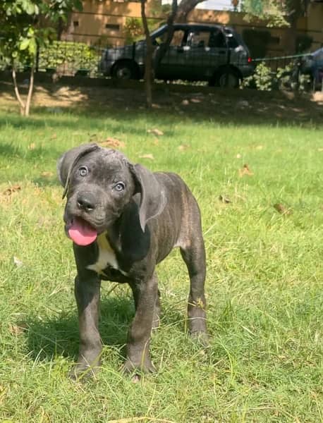 cane corso pedgree 03234696626 0