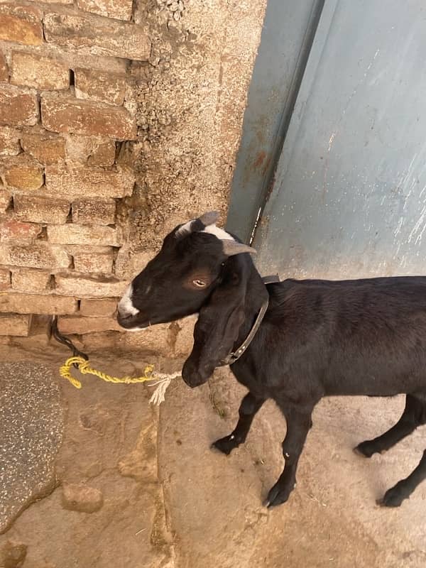 mia wali goat 1