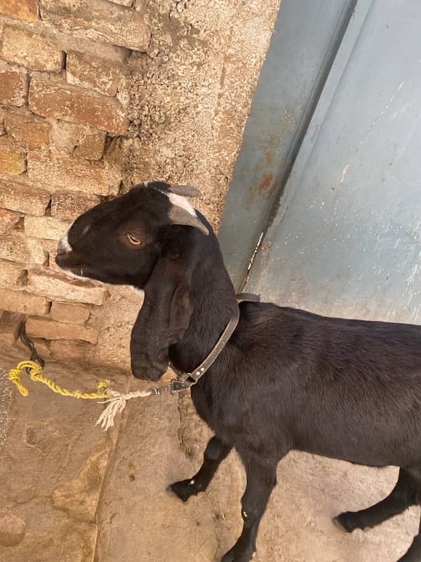 mia wali goat 2