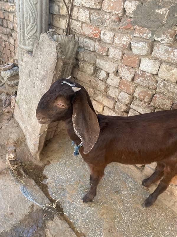 mia wali goat 3