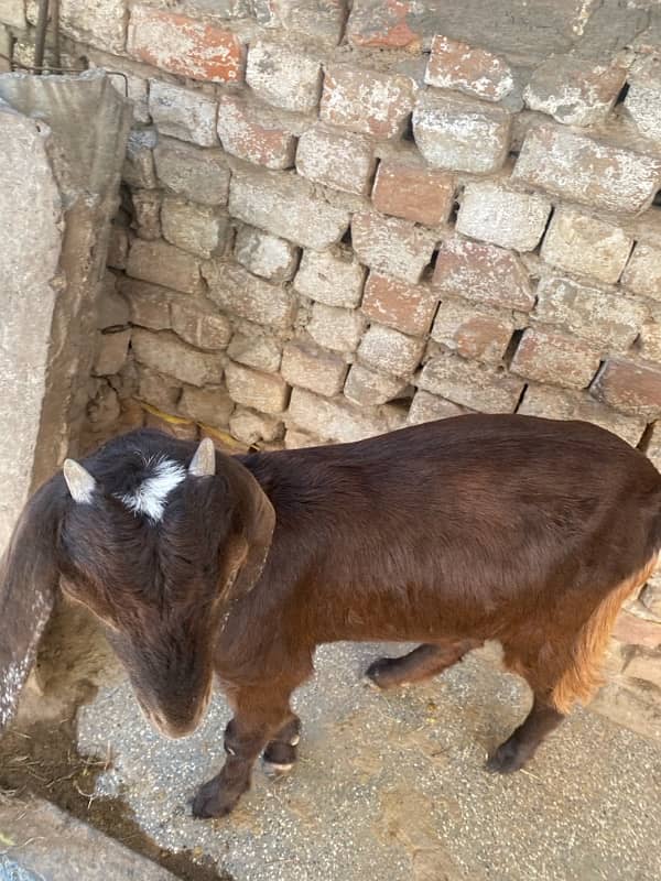 mia wali goat 4