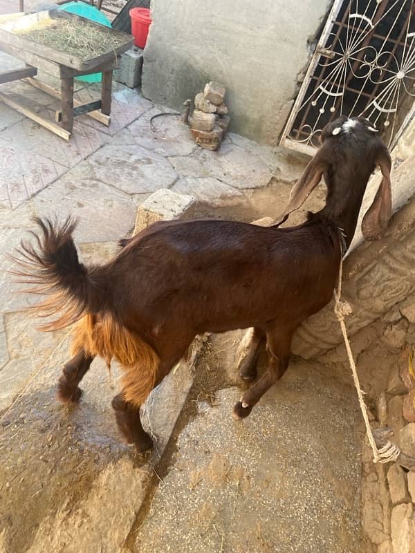 mia wali goat 5