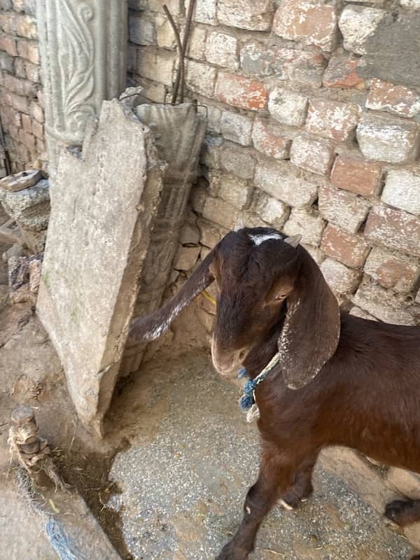 mia wali goat 7