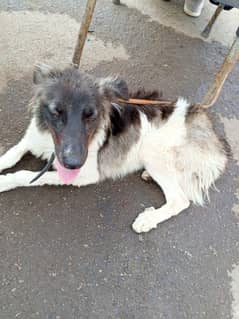 Kuchi Afghani dog