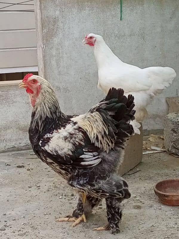 dark brahma pair 4