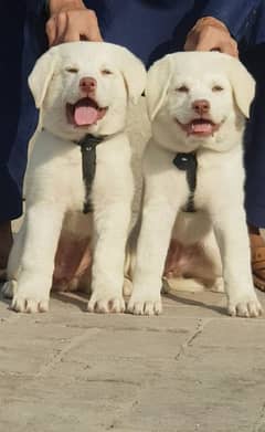 Bakarwal puppy security dogs for sale 0