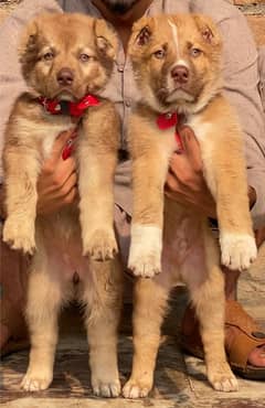 Bakarwal puppy security dogs for sale