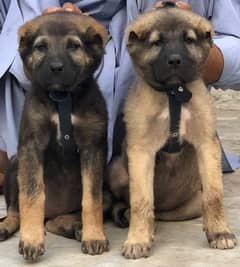 Kurdish kangal | Afghan kochi | king alabai Dog For Sale