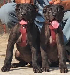 Alabai dog | King Alabai pair | security dog for sale | Alabai Breed