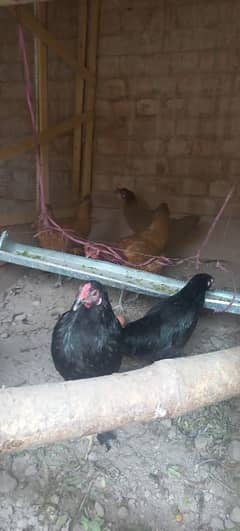 bantam pair for sale