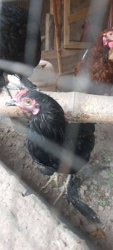 bantam pair for sale 5