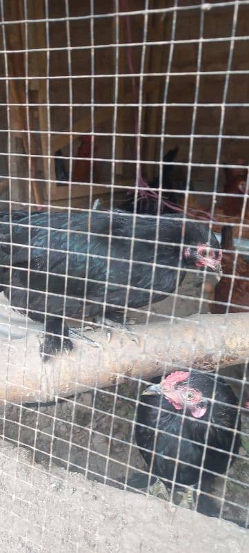 bantam pair for sale 7