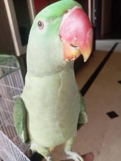 parrot