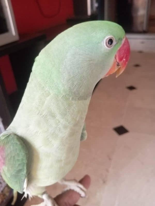 parrot 1