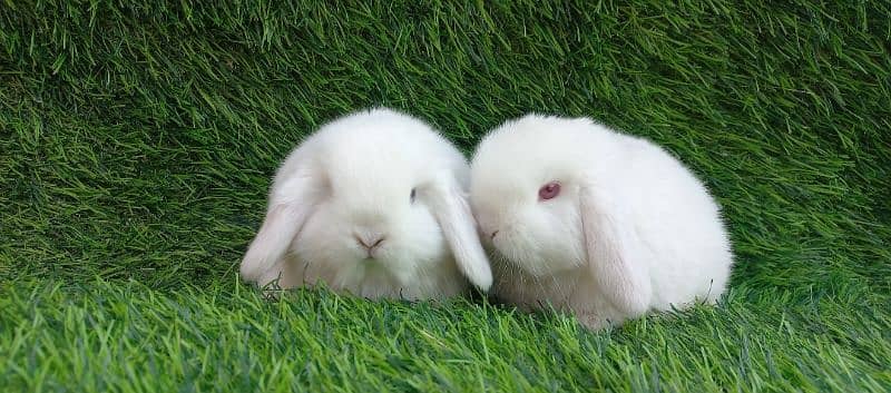 Holland lop bunnies/punch face 7