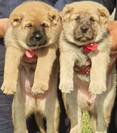 Kurdish kangal | Afghan kochi | king alabai Dog For Sale 0