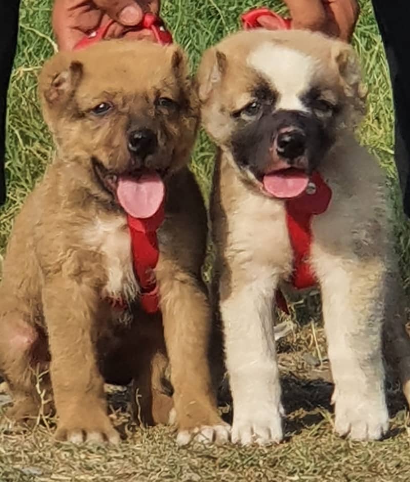 Kurdish kangal | Afghan kochi | king alabai Dog For Sale 1