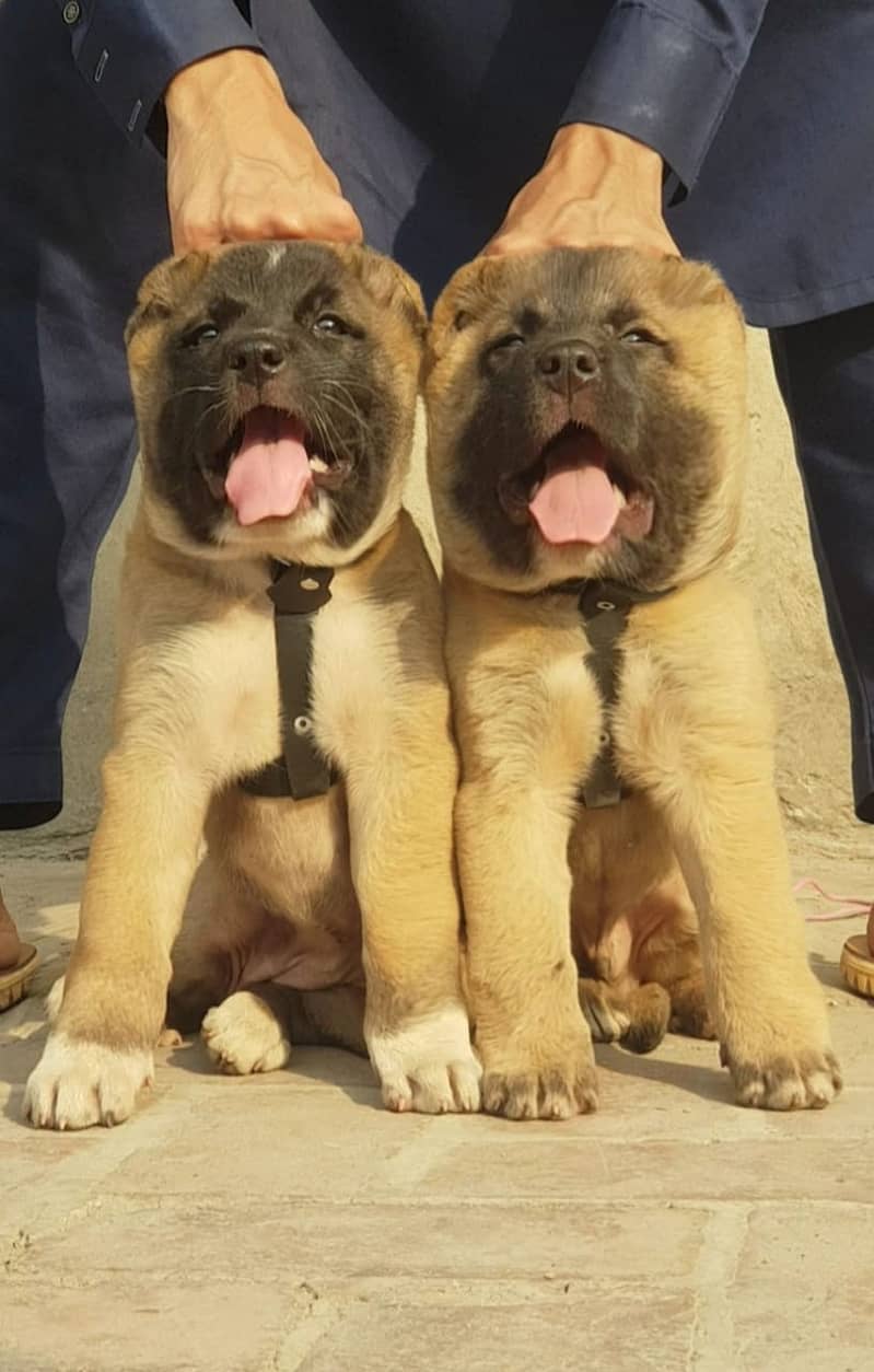 Kurdish kangal | Afghan kochi | king alabai Dog For Sale 6