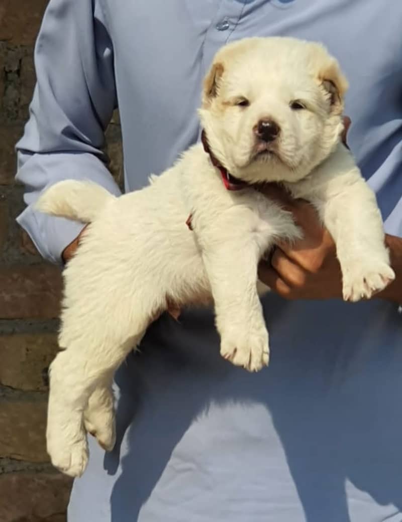 Kurdish kangal | Afghan kochi | king alabai Dog For Sale 11