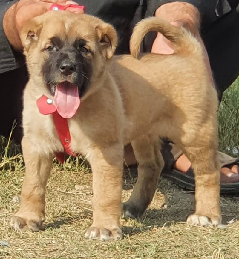 Kurdish kangal | Afghan kochi | king alabai Dog For Sale 12