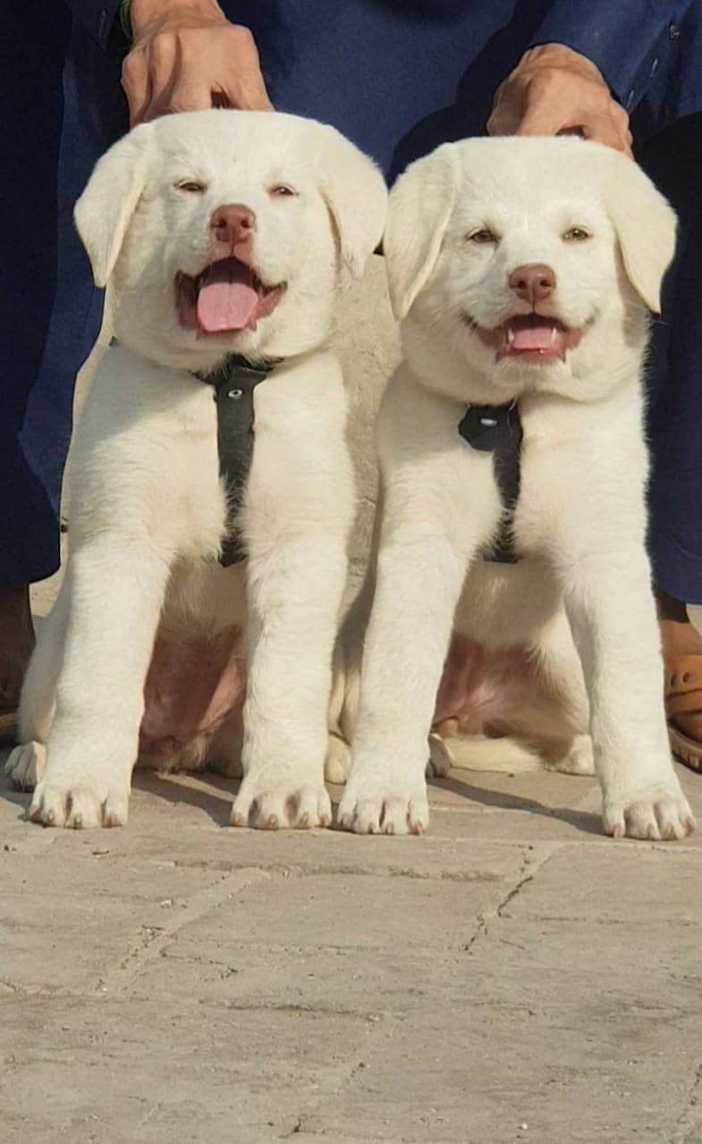 Bakarwal puppy security dogs for sale 6