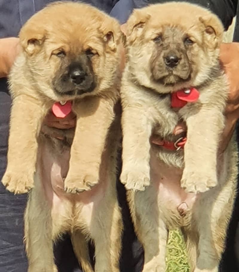 Bakarwal puppy security dogs for sale 9