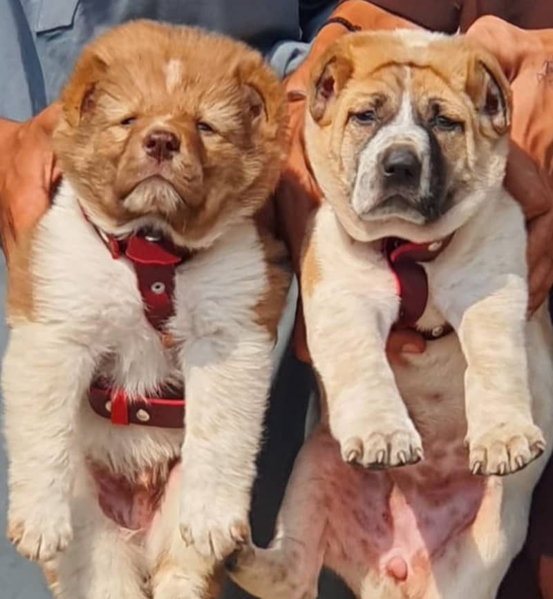 Alabai dog | King Alabai pair | security dog for sale | Alabai Breed 1