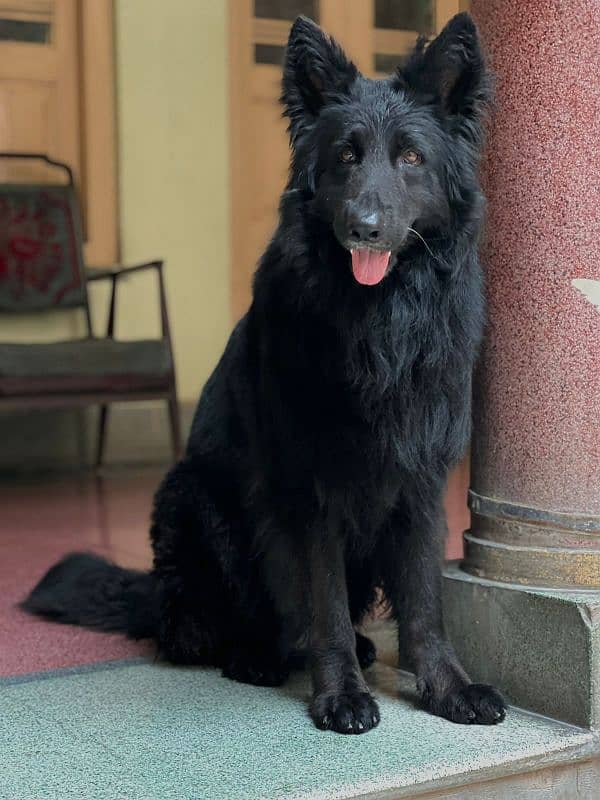 Black German Shepherd Male 0