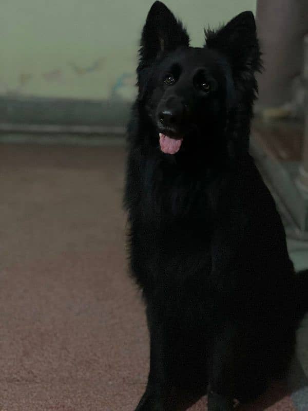 Black German Shepherd Male 1