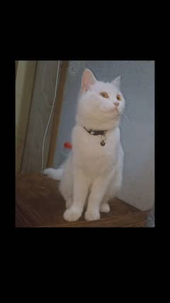 Turkish angora cat