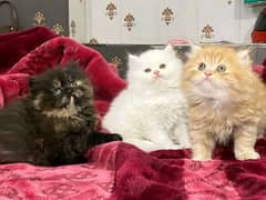 Persian kittens triple coat pair for sale contact whatsap 03288426681