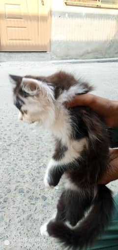 Persian cat for sale triple code