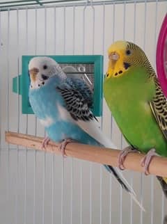 breeders pair for sale