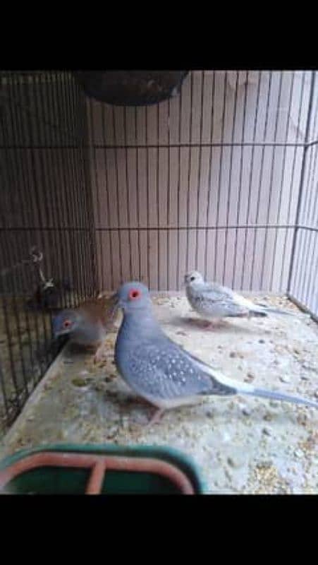 Best quality Doves pair 0