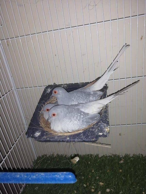 Best quality Doves pair 2