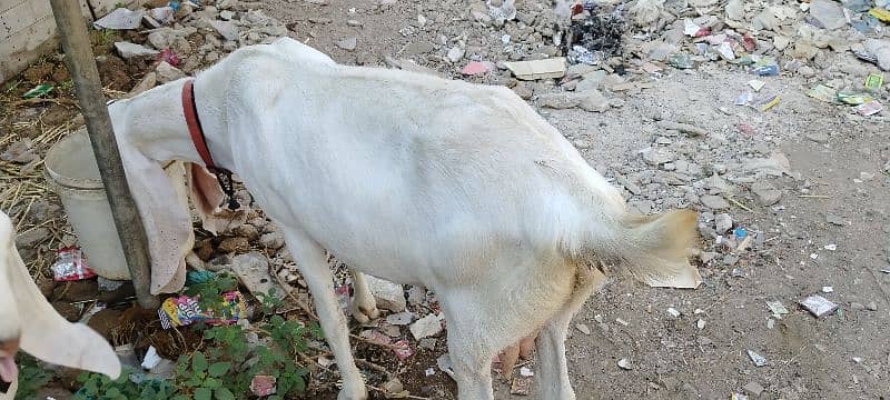 golabi bakri 1