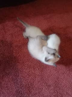 3 Siamese kitten available